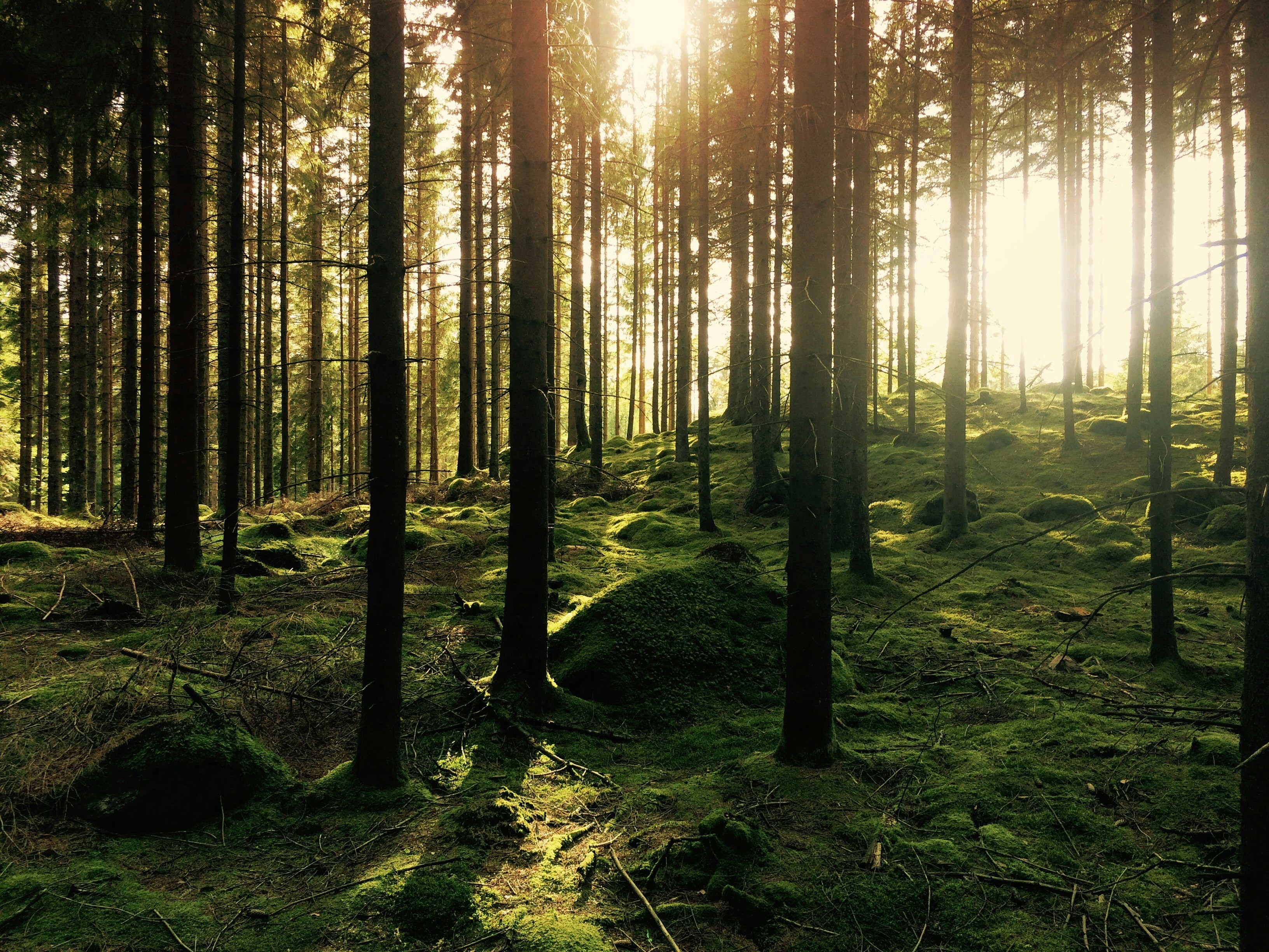 Foresta di conifere illuminata dal sole